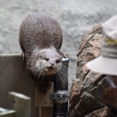 Cảnh báo trào lưu nuôi rái cá làm thú cưng ở Nhật